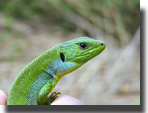 Lacerta trilineata